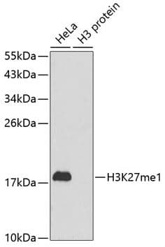 Histone H3 Mono Methyl K27 Antibody Ab194688  Western Blot Img8985