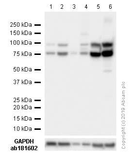 Anti-GRP78 BiP antibody(AB21685)