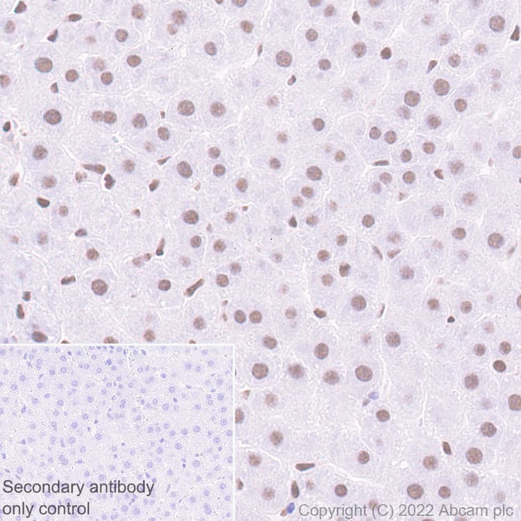 Anti-HCF-1 / Host Cell Factor C1 antibody [EPR25290-18](AB289975)