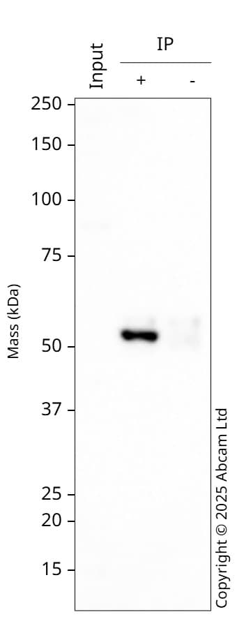 Anti-IRAK4 antibody [Y279](AB32511)