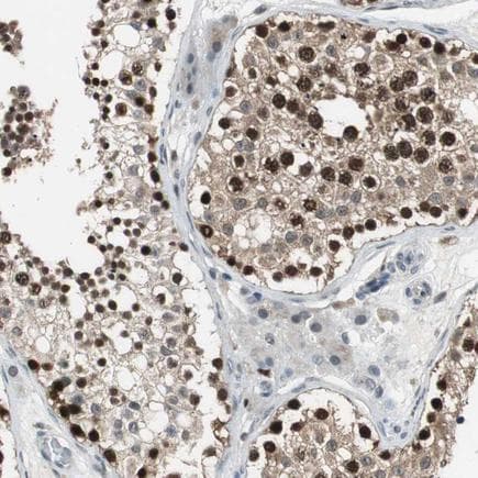 Anti-MafB antibody(AB223744)