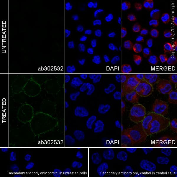 Anti-FOLR2 antibody [EPR25731-70] (BSA and Azide free)(AB302533)