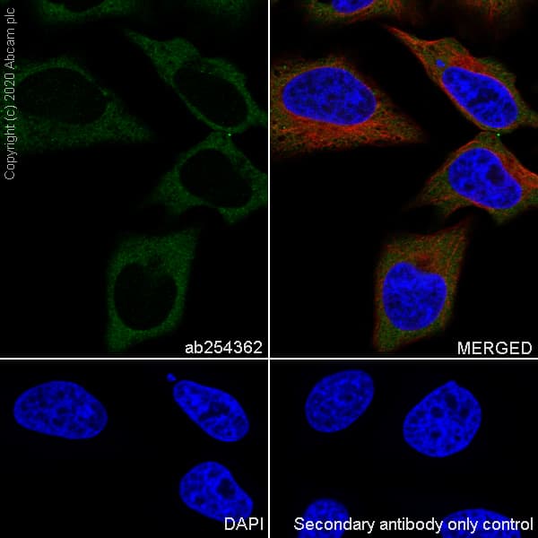 Anti-SCA2 antibody [EPR23630-49] - BSA and Azide free(ab275752)