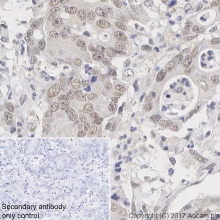 Anti-RBX1 antibody [EPR20185](AB221548)