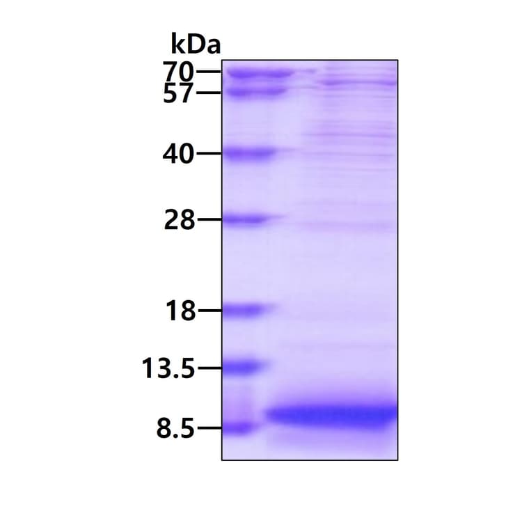 Recombinant Human Apolipoprotein CI/Apo-CI(AB177619)