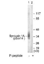 Anti-Syntaxin 1a (phospho S14) antibody(AB63571)