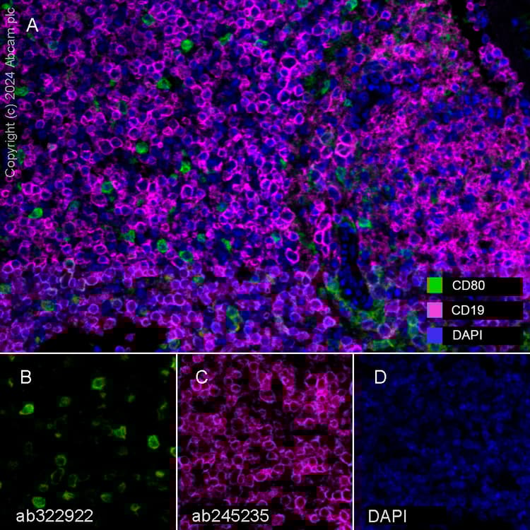 Anti-CD19 antibody [EPR23174-145](AB245235)
