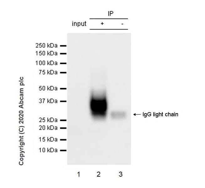 Bst2 Tetherin Antibody Epr23597 202 Bsa And Azide Free Ab272175  Immunoprecipitation Img11713