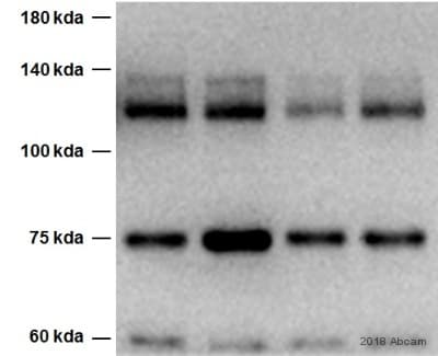 Anti-Integrin alpha V antibody [EPR16800](AB179475)