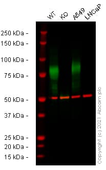 Anti-CD44 antibody [EPR18668](AB189524)