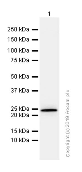Mras Antibody Epr12457 Ab176570  Western Blot Img8139