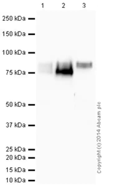 Anti-CD36 antibody [EPR6573](AB133625)