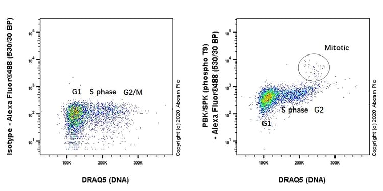Anti-PBK/SPK (phospho T9) antibody [EPR2475(N)](AB184953)