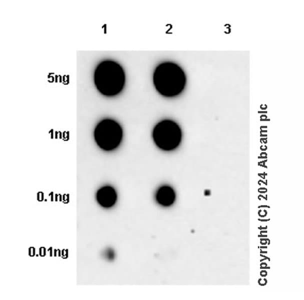 Anti-Lck (phospho Y394) antibody [EPR27974-93](AB318960)