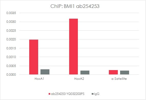 Anti-Bmi1 antibody [EPR22604-160] - ChIP Grade(ab254253)