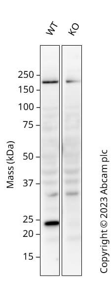 Anti-KRAS antibody [EPR23474-76](AB275876)