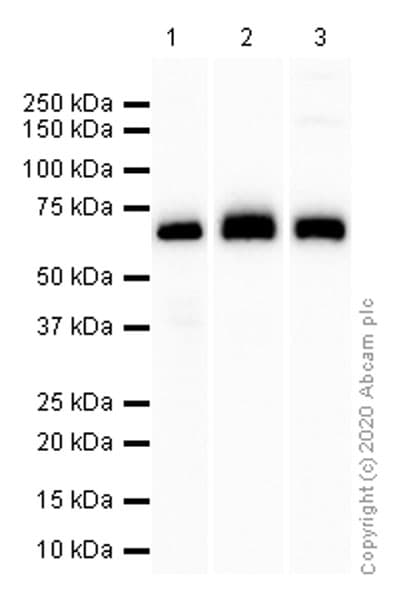 Anti-Paxillin antibody [Y113](AB32084)