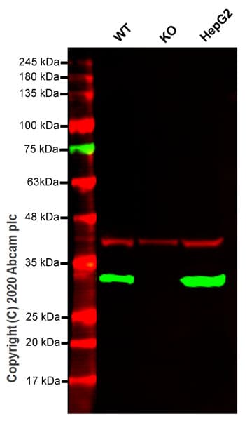 Human ERP29 knockout HEK-293T cell line(ab266543)