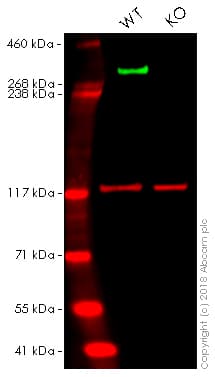 Anti-Nestin antibody [SP103](AB105389)