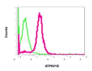 Anti-ATP6V1D antibody [EPR11326(B)](AB157458)