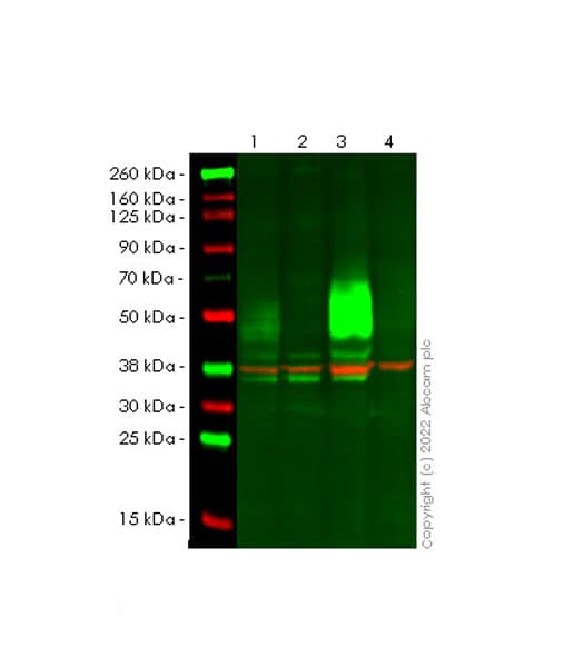 Cd47 Antibody Epr24922 21 Ab300124  Western Blot Img449068