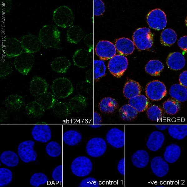 Anti-M6PR (cation independent) antibody [EPR6599](AB124767)