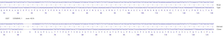 Human CD27A knockout Raji cell line(AB274910)