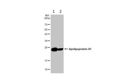 Anti-Apolipoprotein A I antibody(AB227455)