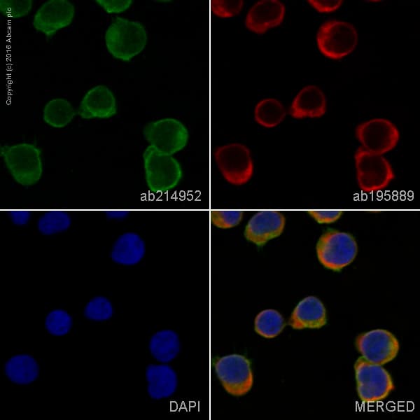 Alexa Fluor 488 Cdc42 Antibody Epr15620 Ab214952  Immunocytochemistry Immunofluorescence Img68169