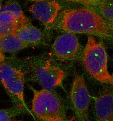 Anti-FAM129B antibody(AB75638)