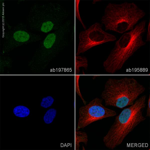 Alexa Fluor 488 Brd2 Antibody Epr7642 Ab197865  Immunocytochemistry Immunofluorescence Img69897