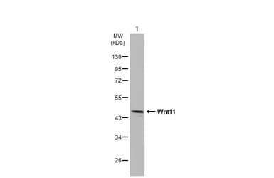 Wnt11 Antibody Ab96730  Western Blot Img449718