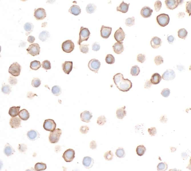 Anti-CD226 antibody [BLR063G] - BSA free(ab264415)