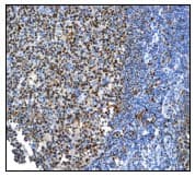 Oct 2 Antibody Epr542 Bsa And Azide Free Ab239913  Immunohistochemistry Formalin Pfa Fixed Paraffin Embedded Sections Img69191