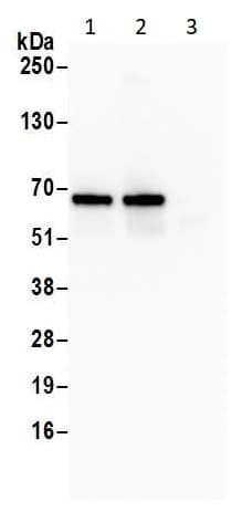 Anti-eIF2A antibody(AB264253)