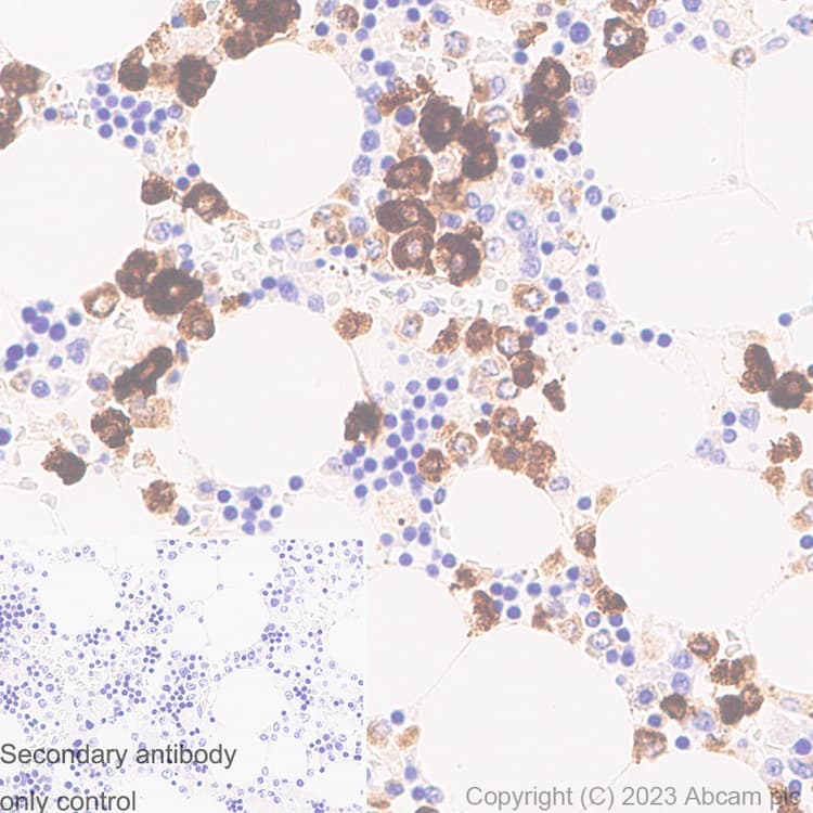 Anti-Neutrophil Elastase antibody [RM1077](AB314916)