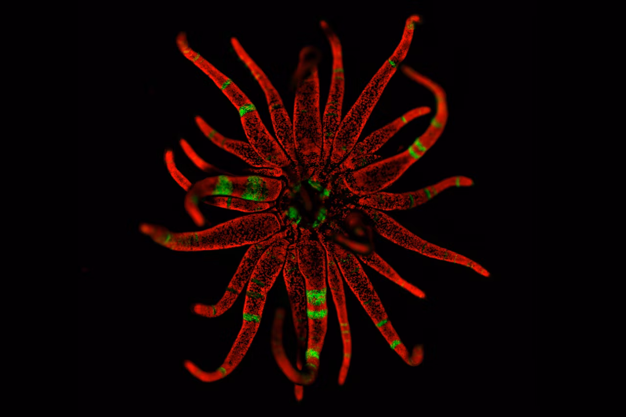 Leica Thunder Anemone Kid21766130