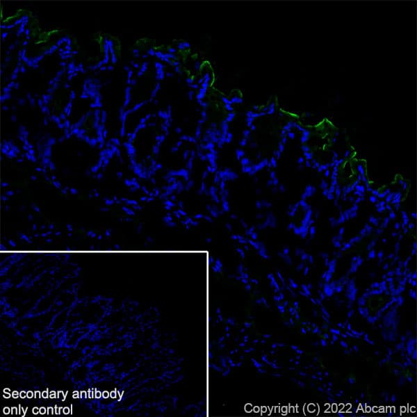 Anti-Sodium/Hydrogen Exchanger 3/NHE-3 antibody [EPR26951-3] - BSA and Azide free(AB307366)