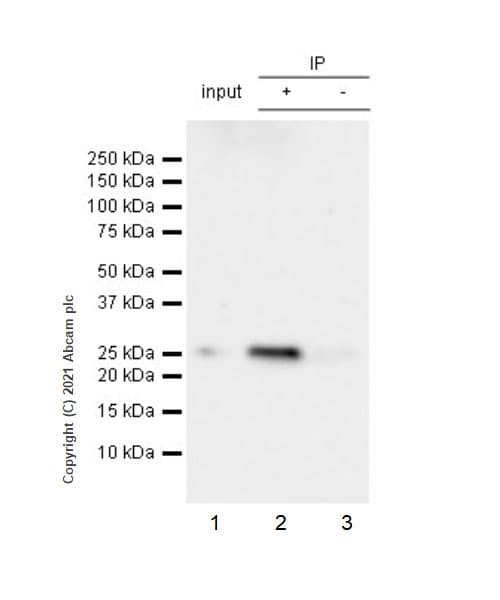 Socs3 Antibody Epr24090 74 Ab280884  Immunoprecipitation Img4186