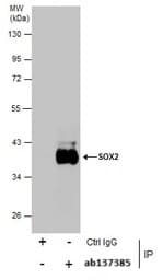 Anti-SOX2 antibody(AB137385)