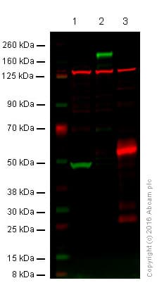 Anti-EGFR antibody [EPR39Y](AB76153)