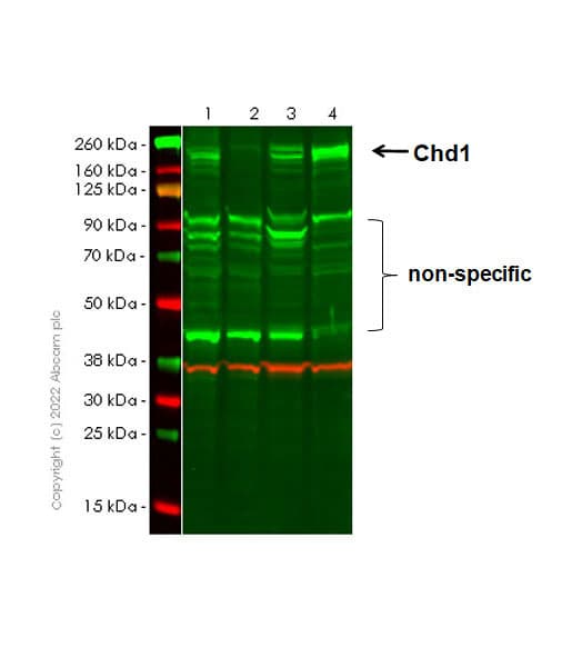 Anti-Chd1 antibody [EPR23534-403] - BSA and Azide free(AB303487)