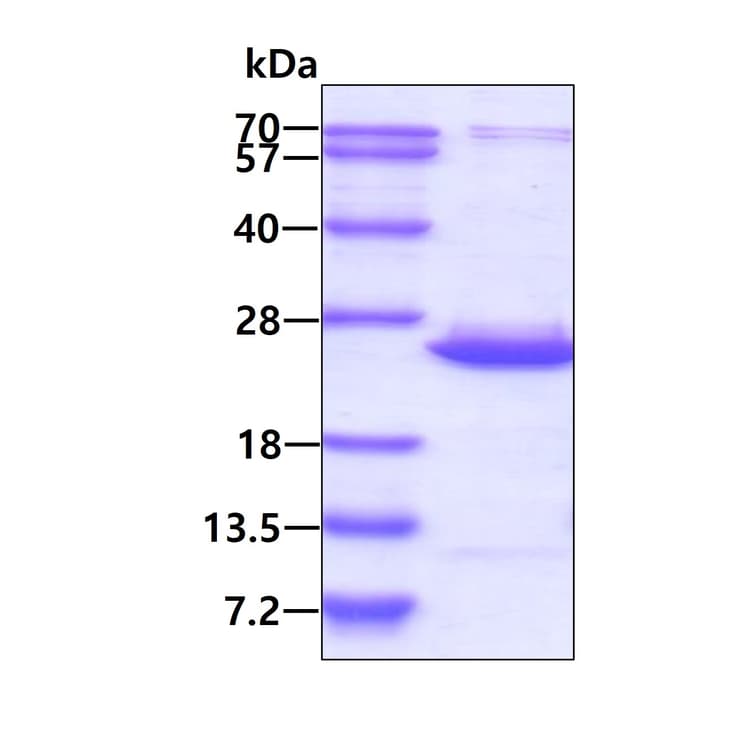 Recombinant Human BCL2L10 protein(AB139228)