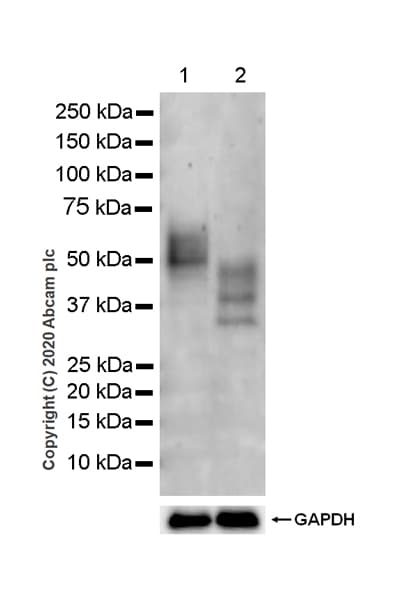 Anti-SEPP1 antibody [EPR24174-24](AB277526)