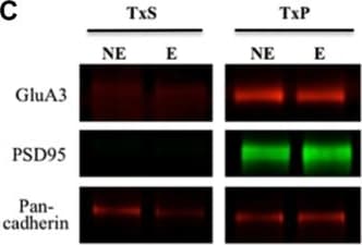 Glutamate Receptor 3 Glua3 Antibody Ep813y Ab40845  Western Blot Img442094