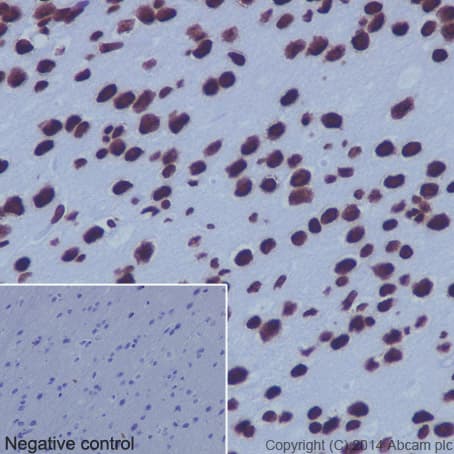 Anti-Histone H4 antibody [EPR16599] - BSA and Azide free(AB232371)