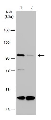 Anti-Dynamin 2 antibody(AB227192)