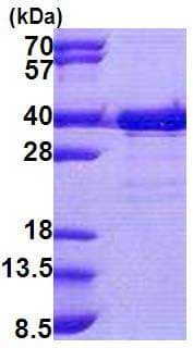 Ab167894  Sds Page Img43729