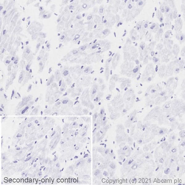 Anti-CD19 antibody [EPR5906](AB134114)