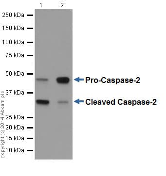 Caspase 2 Antibody Epr17881 Bsa And Azide Free Ab250636  Western Blot Img44722